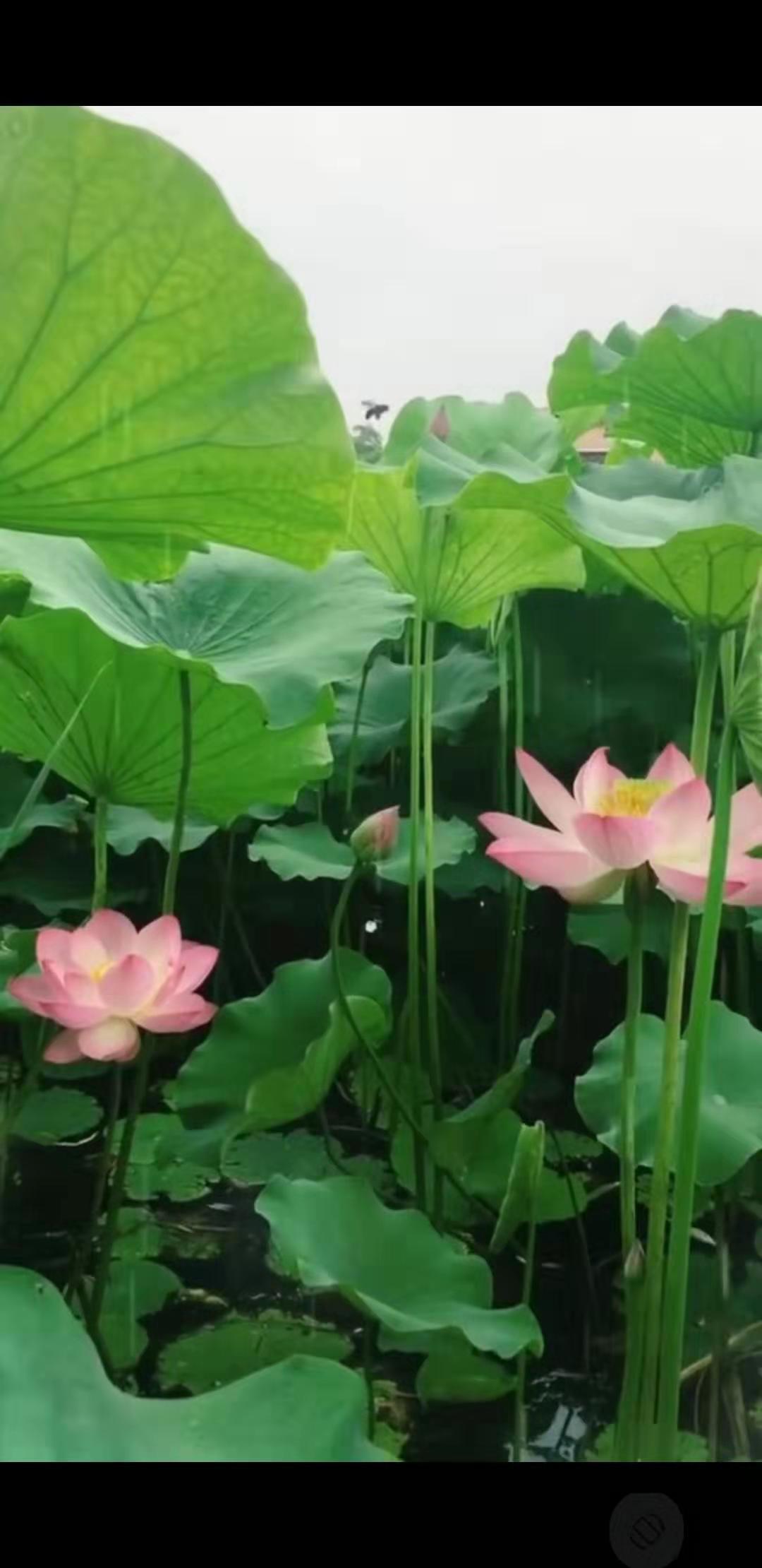偉業(yè)網(wǎng)帶蓮花.jpg