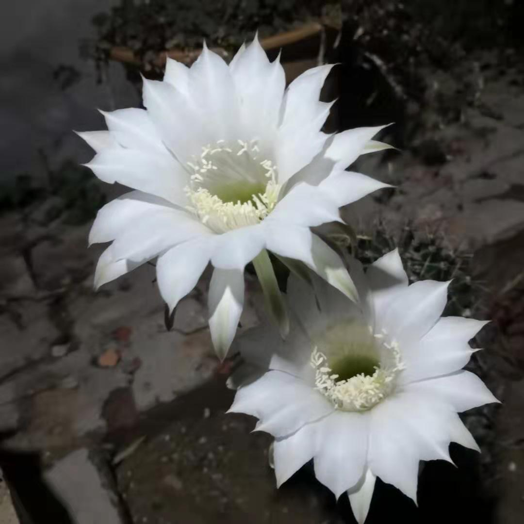 偉業(yè)網(wǎng)帶拯救的仙人球開花了3.png