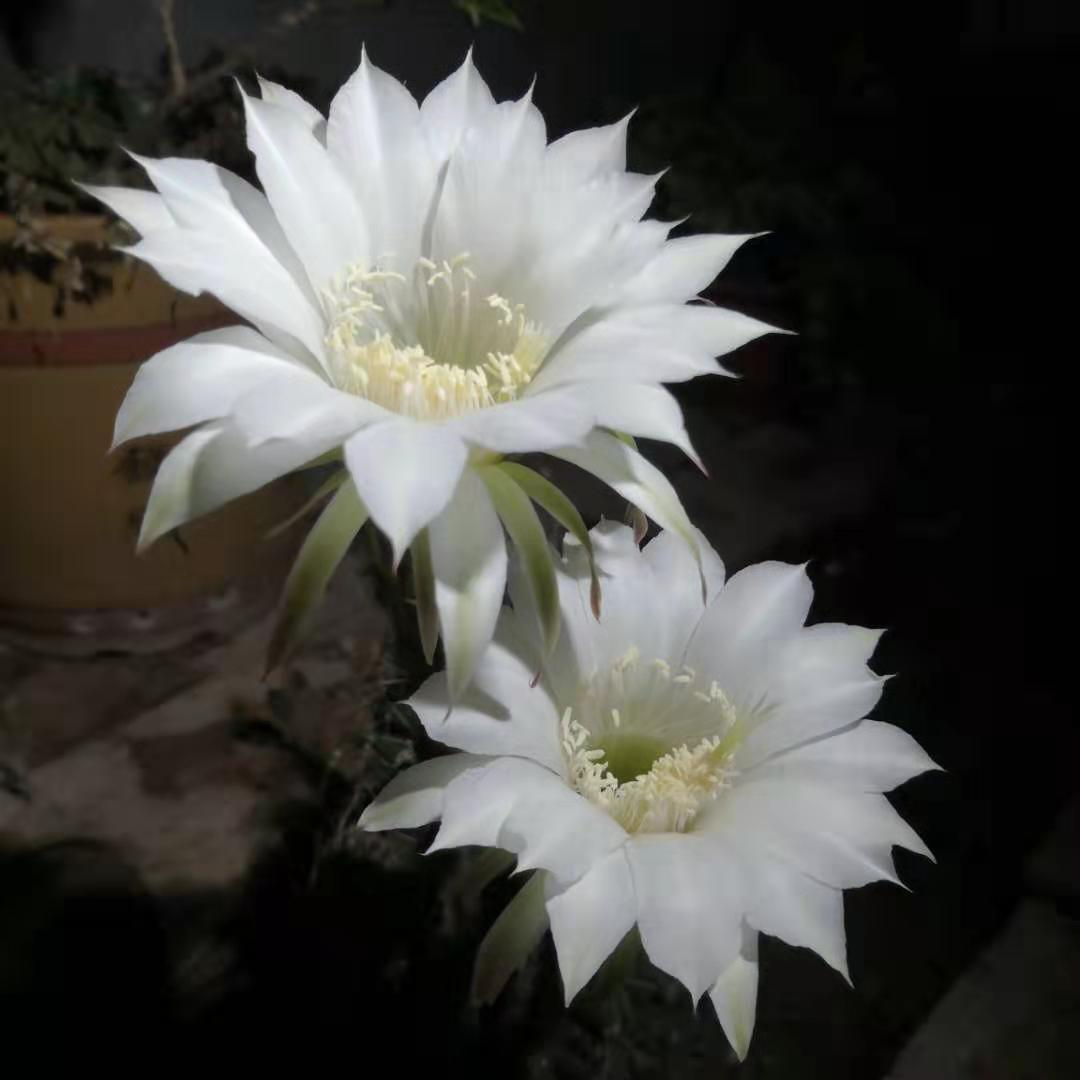 偉業(yè)網(wǎng)帶拯救的仙人球開花了2.png