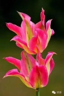 偉業(yè)網(wǎng)帶花2.jpg