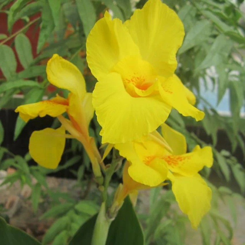 花.jpg