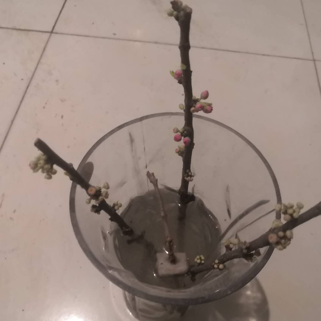 無根花偉業(yè)網(wǎng)帶.jpg