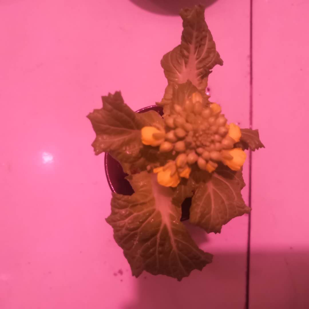 白菜花偉業(yè)網(wǎng)帶.jpg