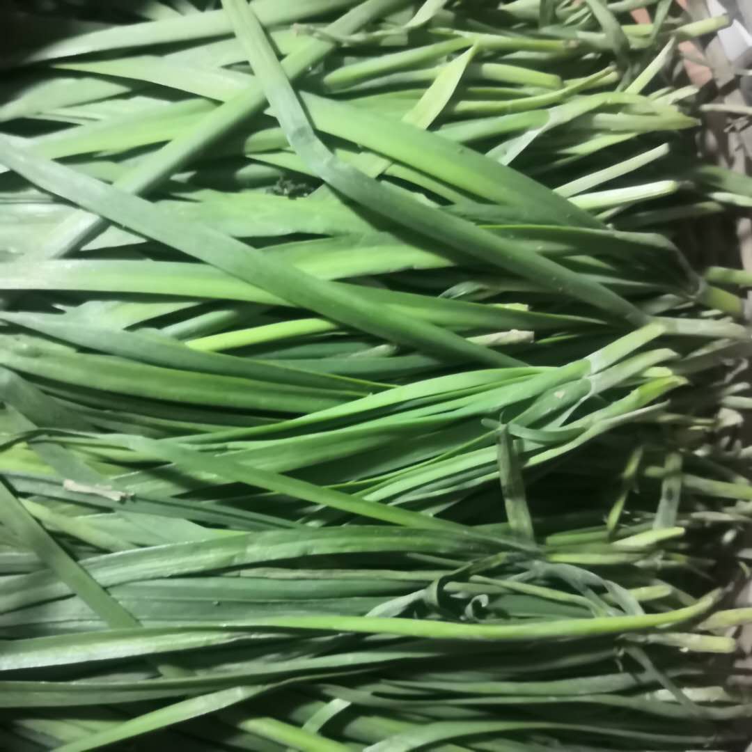 偉業(yè)網(wǎng)鏈菜.jpg