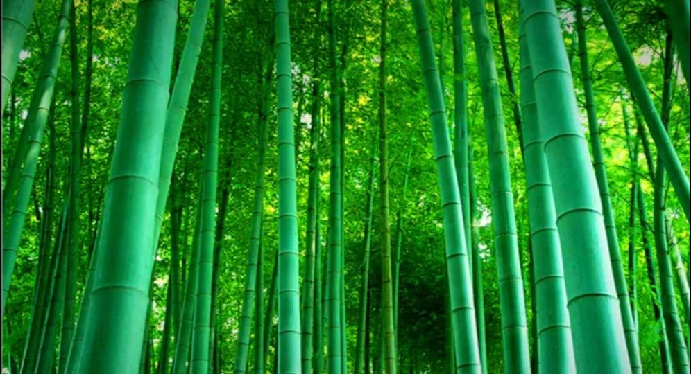 偉業(yè)網(wǎng)鏈竹子.jpg