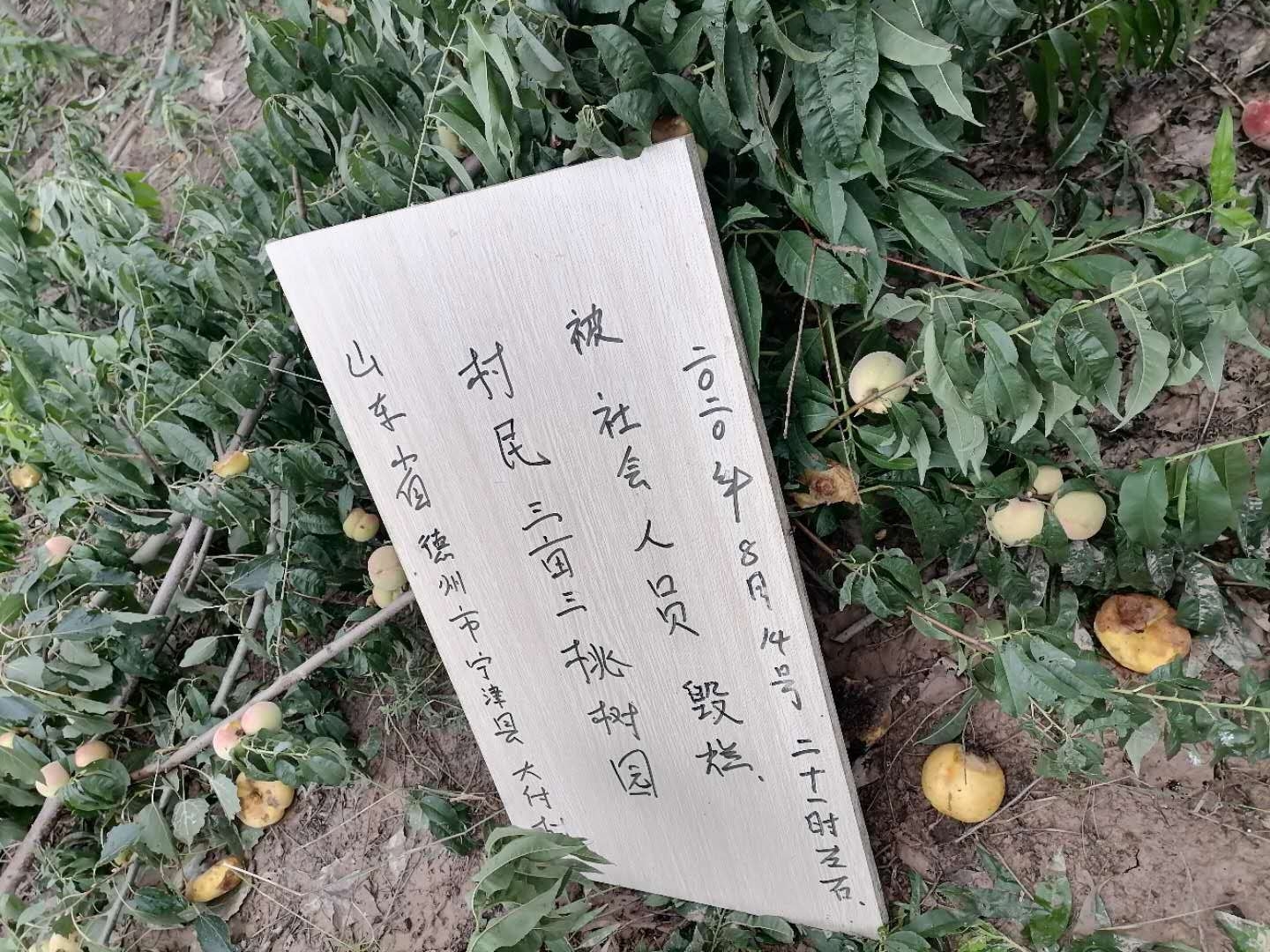 非法砍伐4.jpg